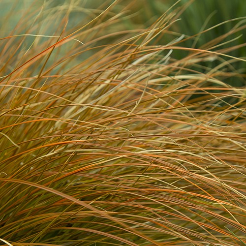 Orange Sedge - Carex testacea