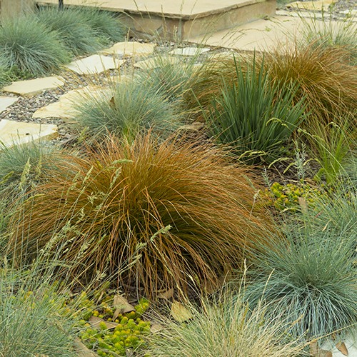 Orange Sedge - Carex testacea