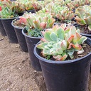 blue-bedder-echeveria-echeveria-blue-bedder
