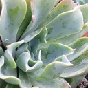 blue-bedder-echeveria-echeveria-blue-bedder