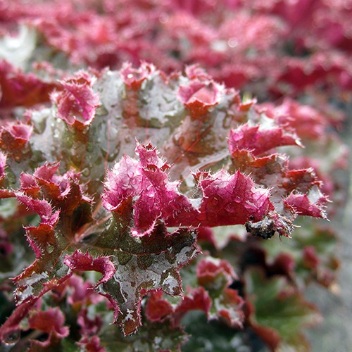 crimson-curls-coral-bells-heuchera-crimson-curls