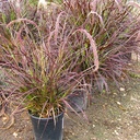 red-fountain-grass-pennisetum-setaceum-rubrum