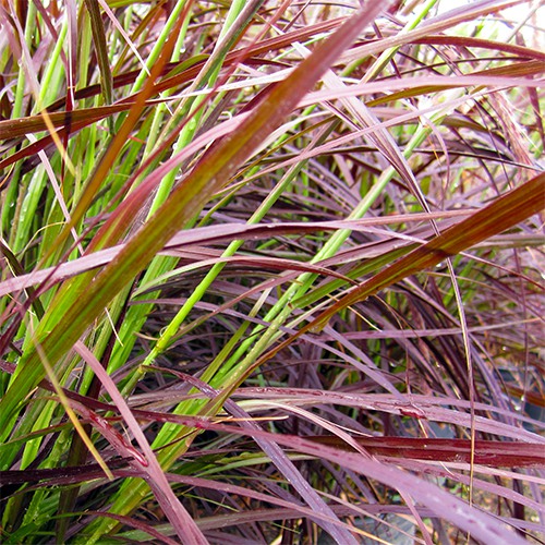 red-fountain-grass-pennisetum-setaceum-rubrum