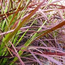 red-fountain-grass-pennisetum-setaceum-rubrum