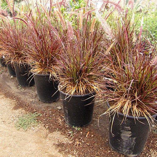 red-fountain-grass-pennisetum-setaceum-rubrum