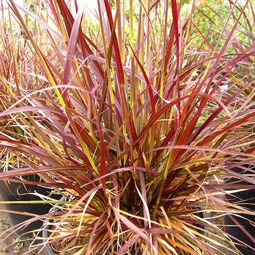 Red Fountain Grass - Pennisetum setaceum 'Rubrum'