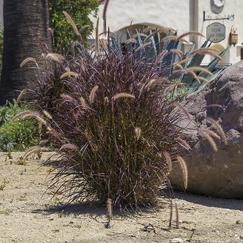red-fountain-grass-pennisetum-setaceum-rubrum