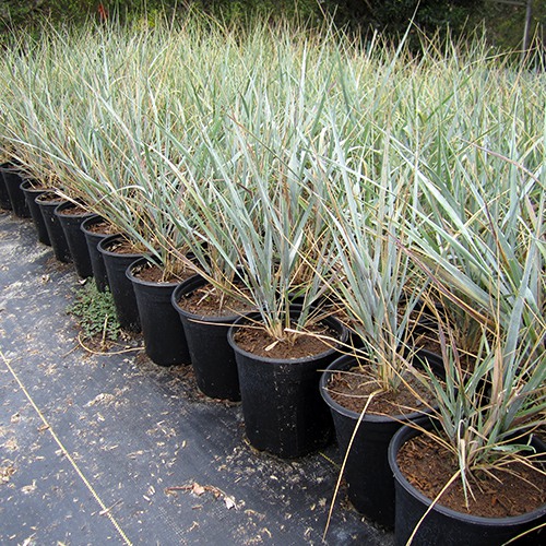 Canyon Prince Wild Rye - leymus condensatus 'Canyon Prince'