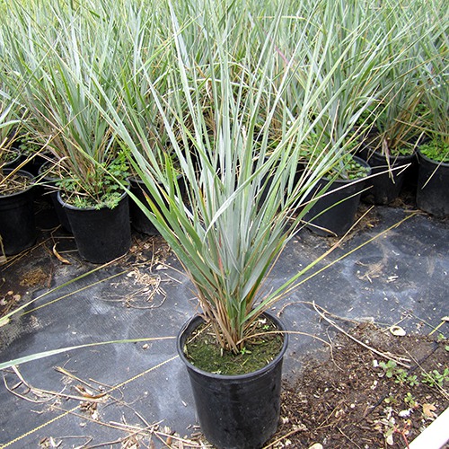Canyon Prince Wild Rye - leymus condensatus 'Canyon Prince'