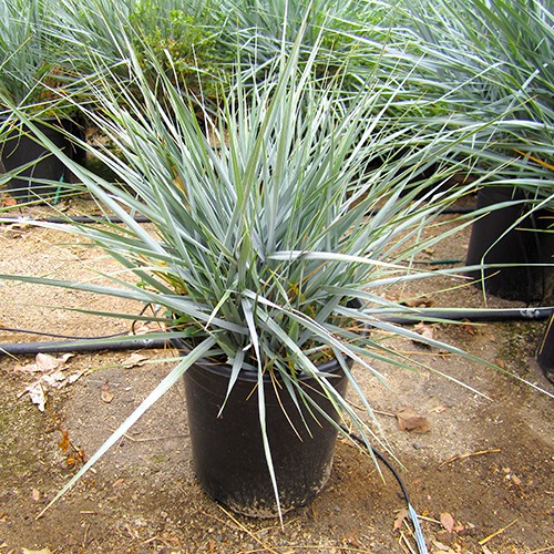 Canyon Prince Wild Rye - leymus condensatus 'Canyon Prince'