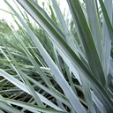 canyon-prince-wild-rye-leymus-condensatus-canyon-prince