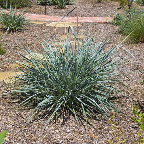 Canyon Prince Wild Rye - leymus condensatus 'Canyon Prince'
