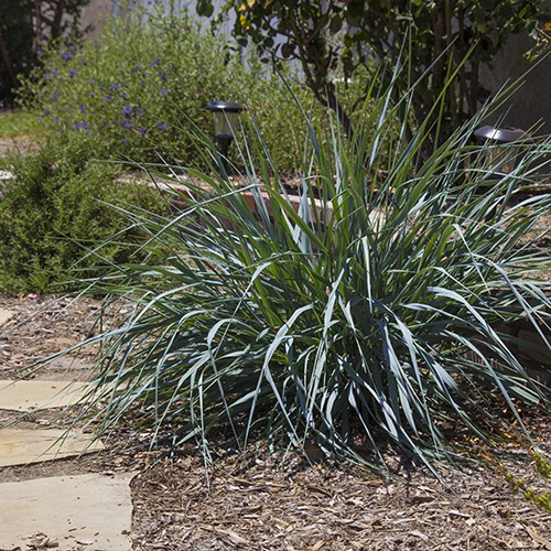 canyon-prince-wild-rye-leymus-condensatus-canyon-prince