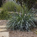 canyon-prince-wild-rye-leymus-condensatus-canyon-prince