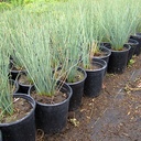 elk-blue-california-gray-rush-juncus-patens-elk-blue