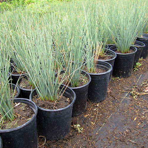 Elk Blue California Gray Rush - Juncus patens 'Elk Blue'