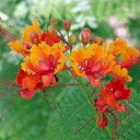 mexican-bird-of-paradise-caesalpinia-pulcherrima