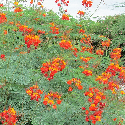Mexican Bird of Paradise - Caesalpinia pulcherrima
