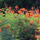 mexican-bird-of-paradise-caesalpinia-pulcherrima