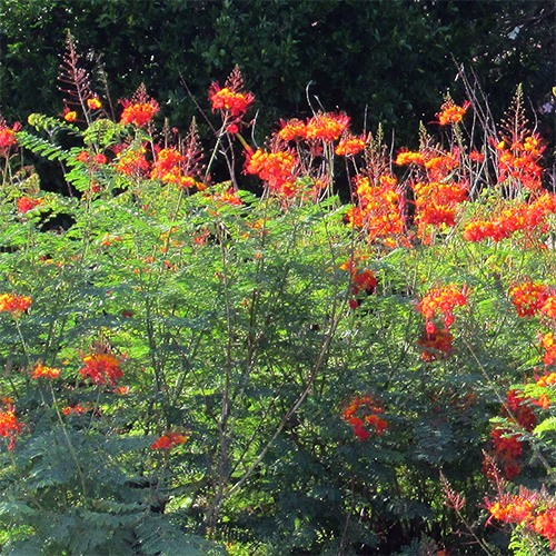 Mexican Bird of Paradise - Caesalpinia pulcherrima