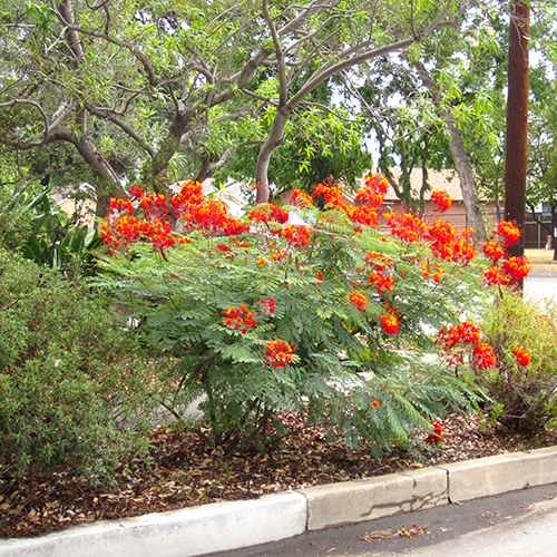 mexican-bird-of-paradise-caesalpinia-pulcherrima