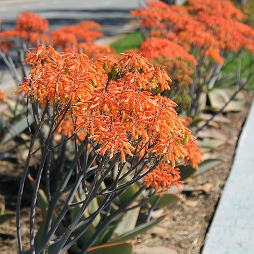 coral-aloe-aloe-striata