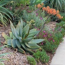 coral-aloe-aloe-striata