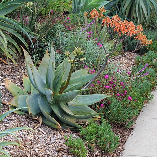 Coral Aloe - Aloe striata