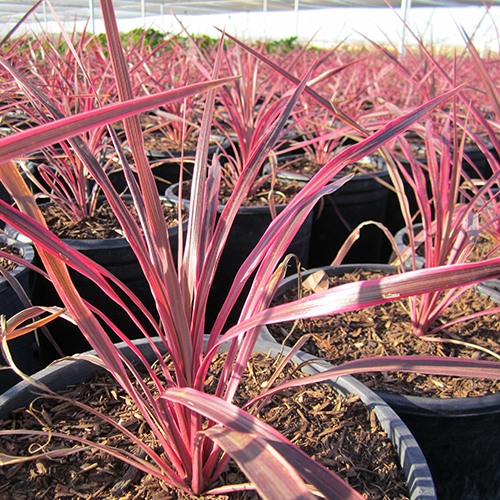 Electric Pink Cordyline - Cordyline banksii 'Electric Pink'