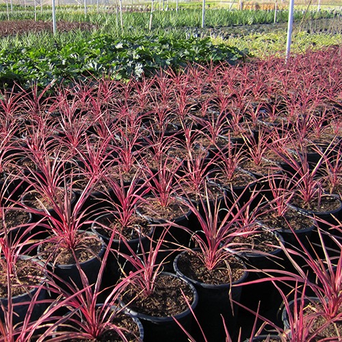Electric Pink Cordyline - Cordyline banksii 'Electric Pink'