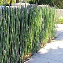 horsetail-equisetum-hyemale