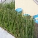 horsetail-equisetum-hyemale