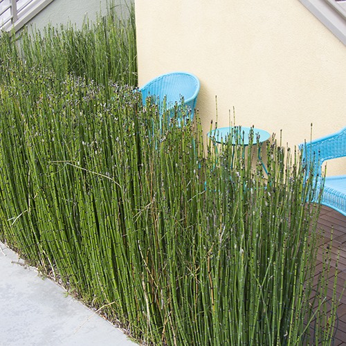 Horsetail - Equisetum hyemale