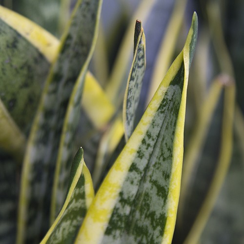 snake-plant-sansaveria-trifasciata-laurentii