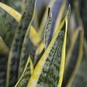 snake-plant-sansaveria-trifasciata-laurentii