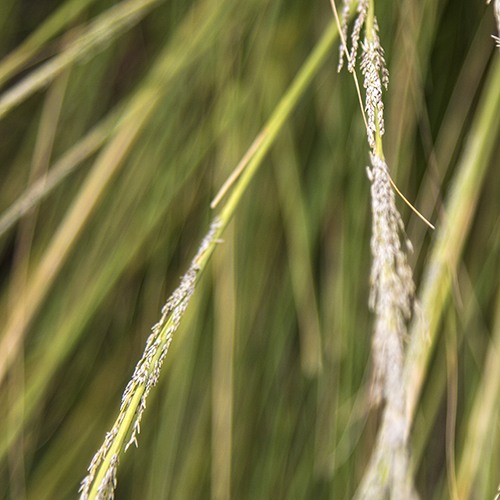 Deer Grass - Muhlenbergia rigens