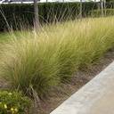 deer-grass-muhlenbergia-rigens