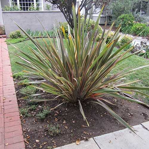 New Zealand Flax - Phormium 'Maori Chief'