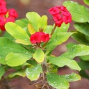 crown-of-thorns-euphorbia-milii