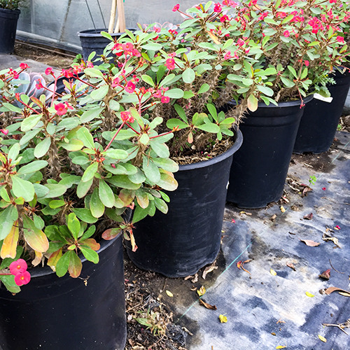 Crown of Thorns - Euphorbia milii