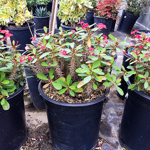 crown-of-thorns-euphorbia-milii