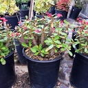 crown-of-thorns-euphorbia-milii