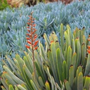 fan-aloe-aloe-plicatilis