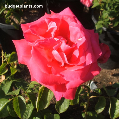 Miss All American Beauty - Patio Tree Form - Rosa 'Miss All American Beauty'