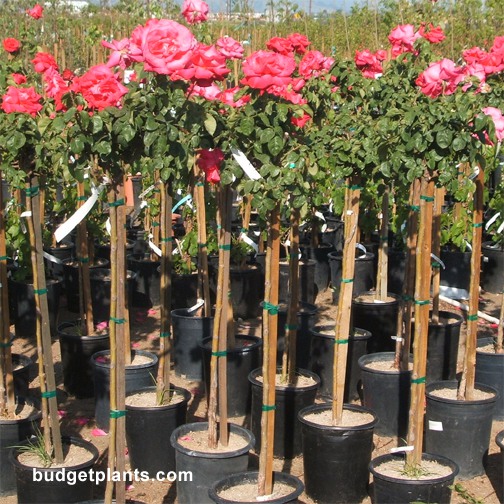 rosa-miss-all-american-beauty-tree