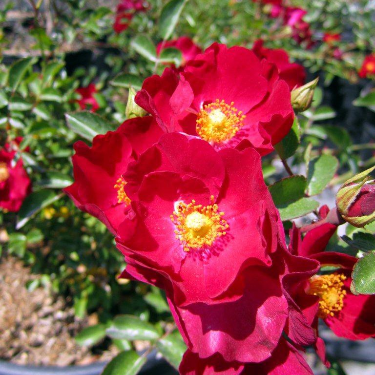 bergundy-iceberg-rose-bush-form-rosa-iceberg