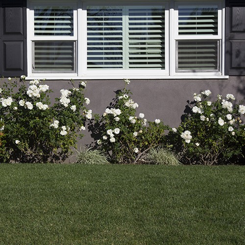 White Iceberg Rose - Bush Form - Rosa 'Iceberg'