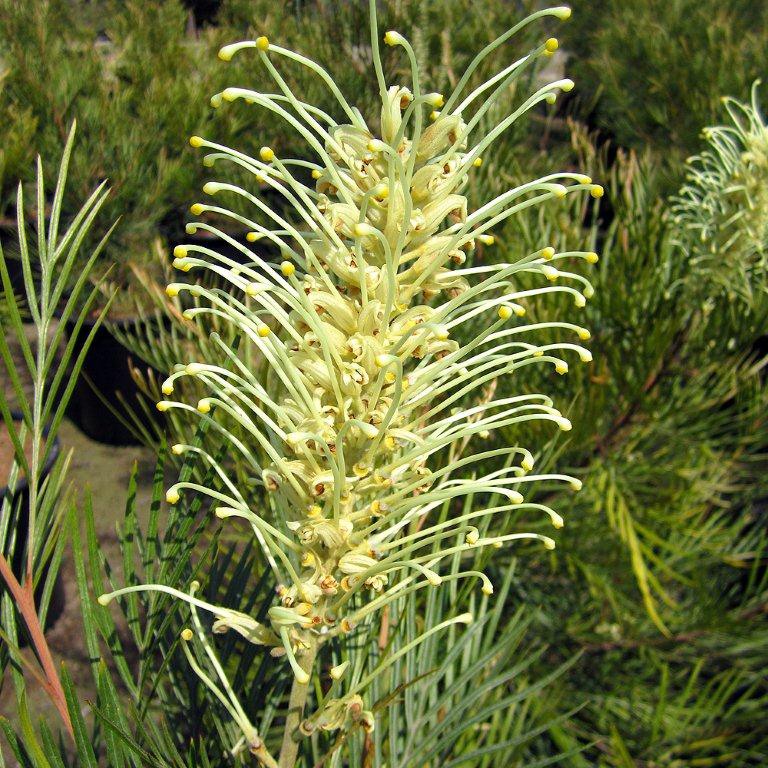 grevillea-grevillea-moonlight