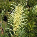 grevillea-grevillea-moonlight
