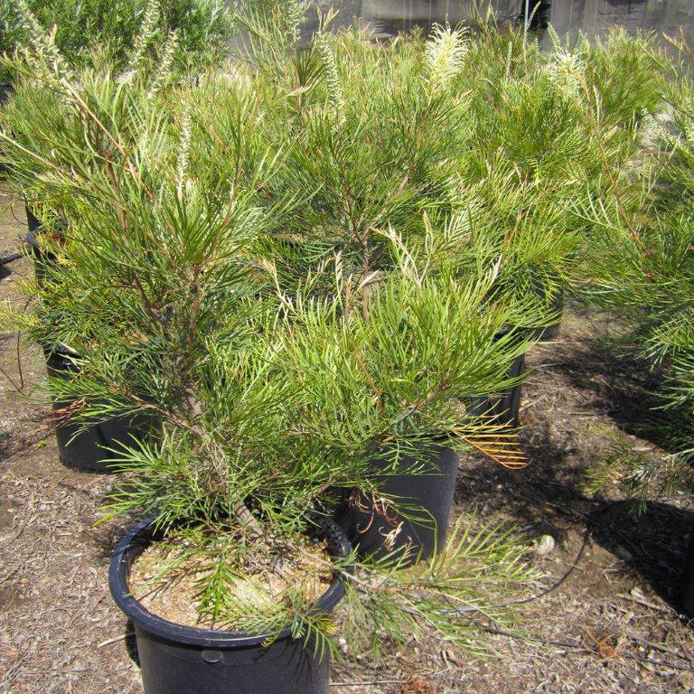 grevillea-grevillea-moonlight